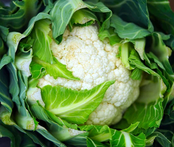 Self Blanching Cauliflower Seeds for Planting heirloom & Non-GMO Seeds