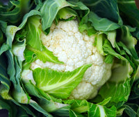 Self Blanching Cauliflower Seeds for Planting heirloom & Non-GMO Seeds