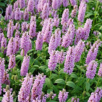 Nepeta Parnassica Plant Seeds for Planting 100 pcs seeds for planting in home garden