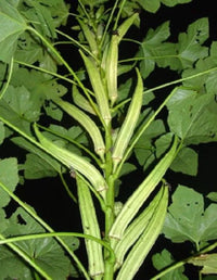 Cow Horn Okra Seeds for Planting heirloom & Non-GMO Seeds