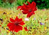 Red Coreopsis Flower Seeds for Planting - NON GMO Seeds