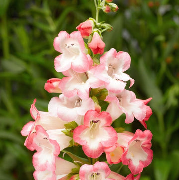 Pink Penstemon Flower Seeds for Planting - 100 pcs seeds for planting in home garden
