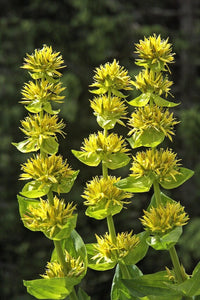 Yellow Gentian Flower Seeds for Planting - NON GMO Seeds