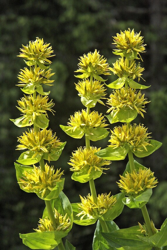 Yellow Gentian Flower Seeds for Planting - NON GMO Seeds for planting in home garden