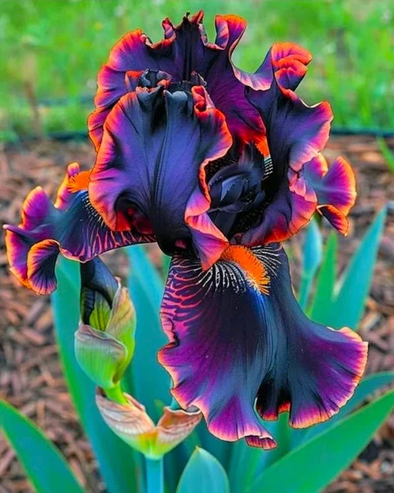 Elegant iris flowers blooming in a colorful garden bed.
