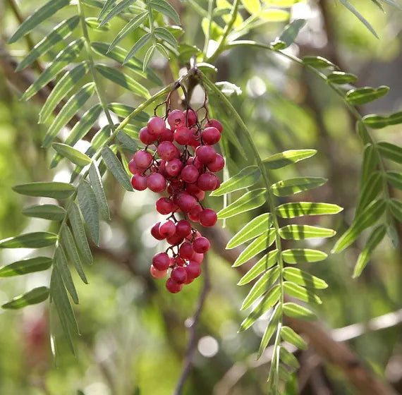 Schinus Molle Fruit Seeds for Planting - Ornamental Tree for Unique Fruits, heirloom & Non-GMO seeds