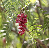 Schinus molle pink pepper tree fruit seeds