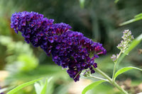 Purple Buddleja Plant Seeds for Planting - NON GMO Seeds