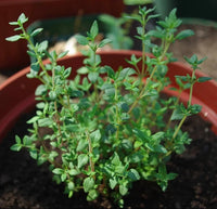 Common Thyme Seeds Heirloom Garden Herb for Home Planting