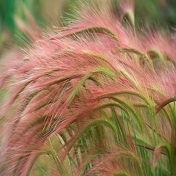 Foxtail Millet Red Jewel Ornamental plant seeds- NON GMO Seeds