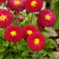Red Bellis Flower Seeds for Planting - NON GMO Seeds