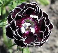 Dianthus Chianti Clove Flower Seeds for Planting - NON GMO Seeds