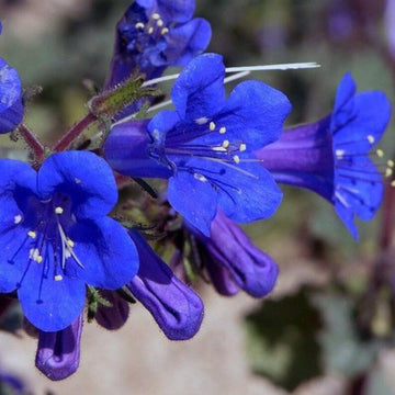 Heirloom (Heirloom scientific name) for planting in garden