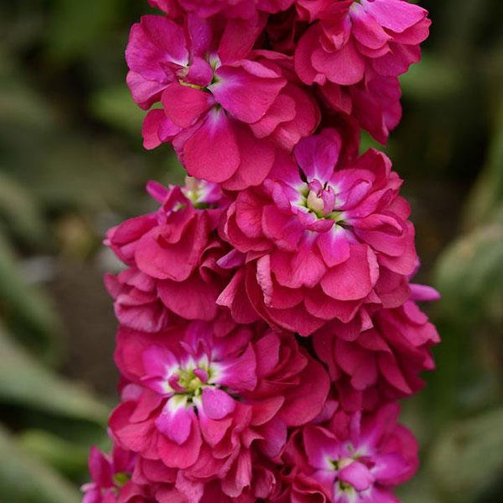 Organic Heirloom Non-GMO Matthiola Incana Seeds for Planting – Vibrant Garden Blooms