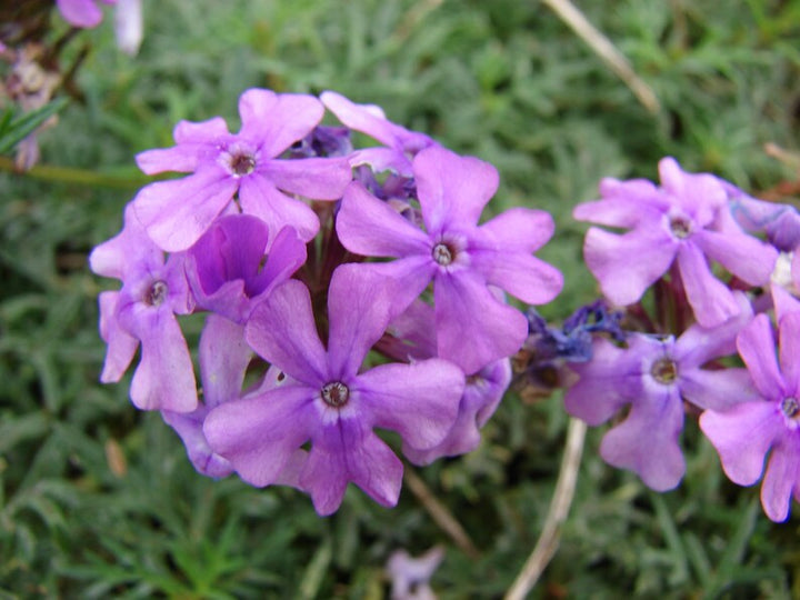 Organic Violet Moss Verbena Flower Seeds for Planting – Heirloom, Non-GMO Garden Seeds