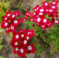 Flower (Flower scientific name) for planting in garden
