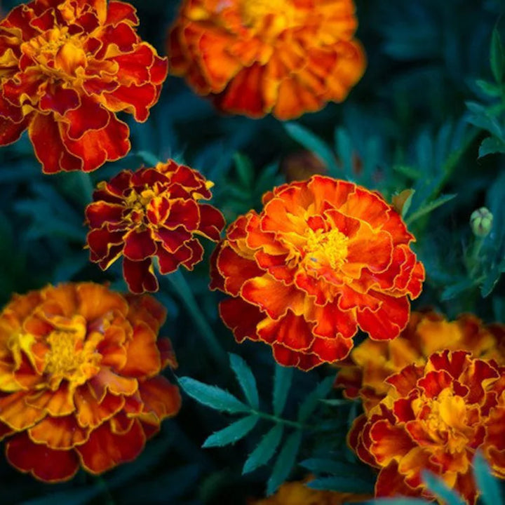 Heirloom Non-GMO Russian Marigold Flower Seeds for Planting – Bright Hardy Blooms for Garden Borders
