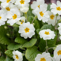 Heirloom (Heirloom scientific name) for planting in garden
