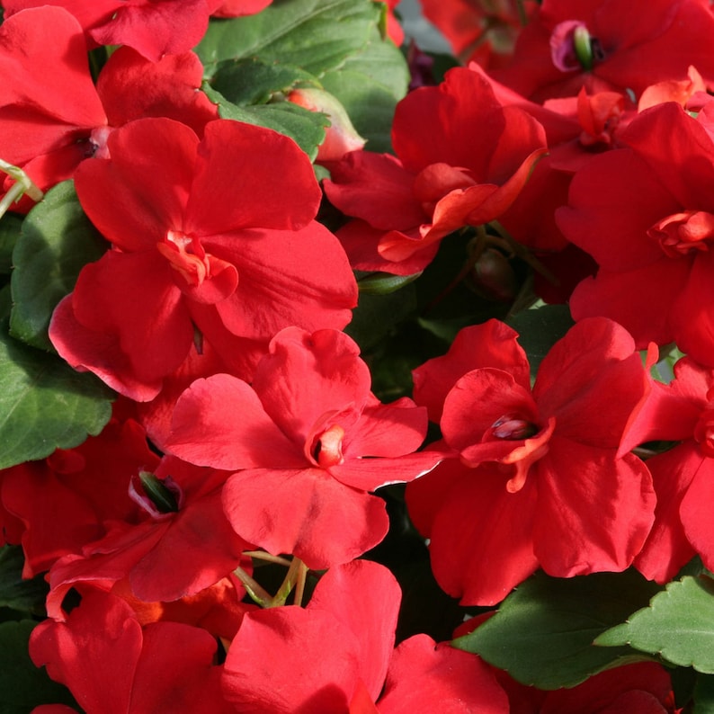 Impatiens Flower Seeds – Heirloom Non-GMO Shade-Loving Blooms for Garden and Container Planting