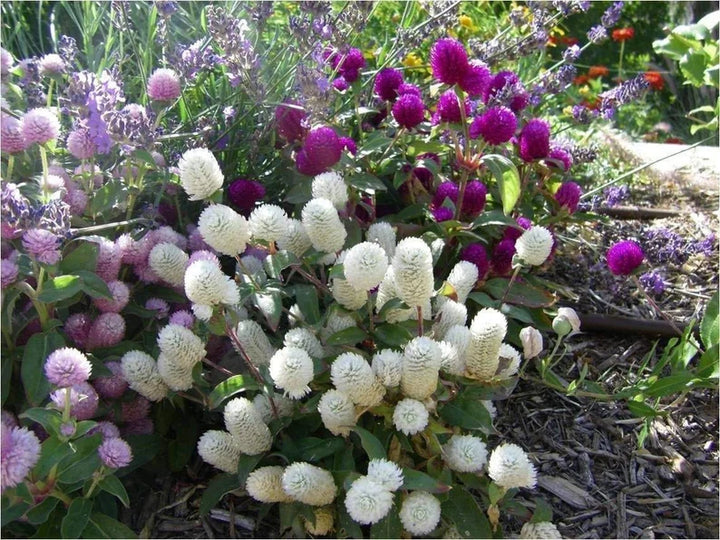 Heirloom Non-GMO Gomphrena Flower Seeds for Planting – Globe Amaranth Drought-Tolerant Blooms