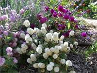 Heirloom Non-GMO Gomphrena Flower Seeds for Planting – Globe Amaranth Drought-Tolerant Blooms