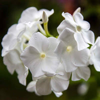 Heirloom Drummondii Flower Seeds, Non-GMO Colorful Annual Blooms for Garden Planting
