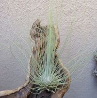 Fuchsii (Fuchsii scientific name) for planting in garden