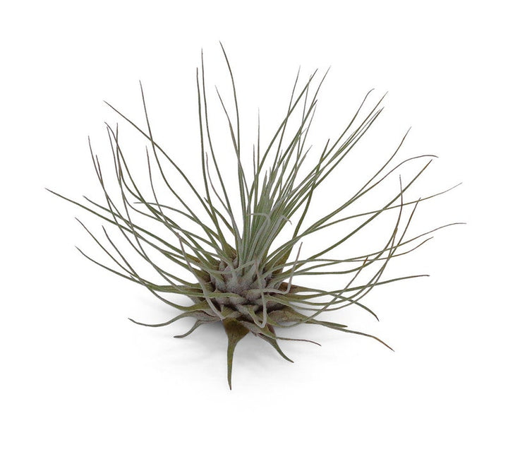 Tillandsia Fuchsii Plant Seeds for Air Plant Lovers - 100 Pcs pcs