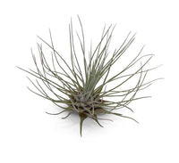 Tillandsia Fuchsii Plant Seeds for Air Plant Lovers - 100 Pcs pcs