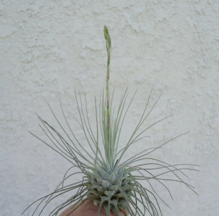 Tillandsia Fuchsii Plant Seeds for Air Plant Lovers - 100 Pcs pcs