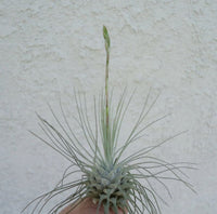 Tillandsia Fuchsii Plant Seeds for Air Plant Lovers - 100 Pcs pcs