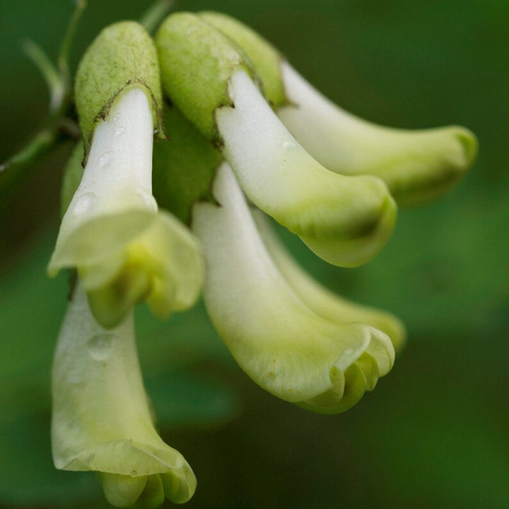 Organic Heirloom Non-GMO Astragalus Seeds for Planting – White Garden Blooms