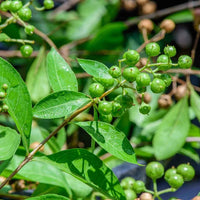 Heirloom Non-GMO Lawsonia Inermis Plant Seeds for planting in home garden