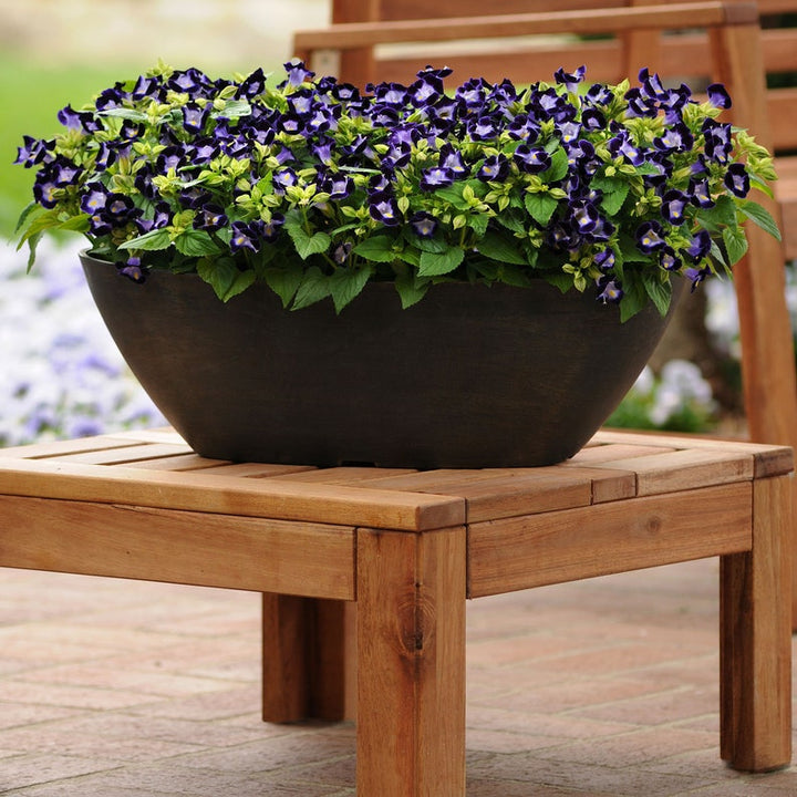 Organic Heirloom Non-GMO Deep Blue Torenia Seeds for Planting – Garden Blooms