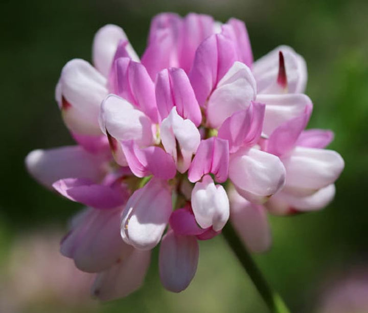 Organic Vetch Coronilla Flower Seeds for Planting – Heirloom, Non-GMO