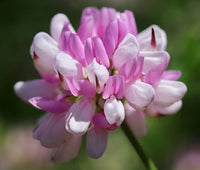 Organic Vetch Coronilla Flower Seeds for Planting – Heirloom, Non-GMO