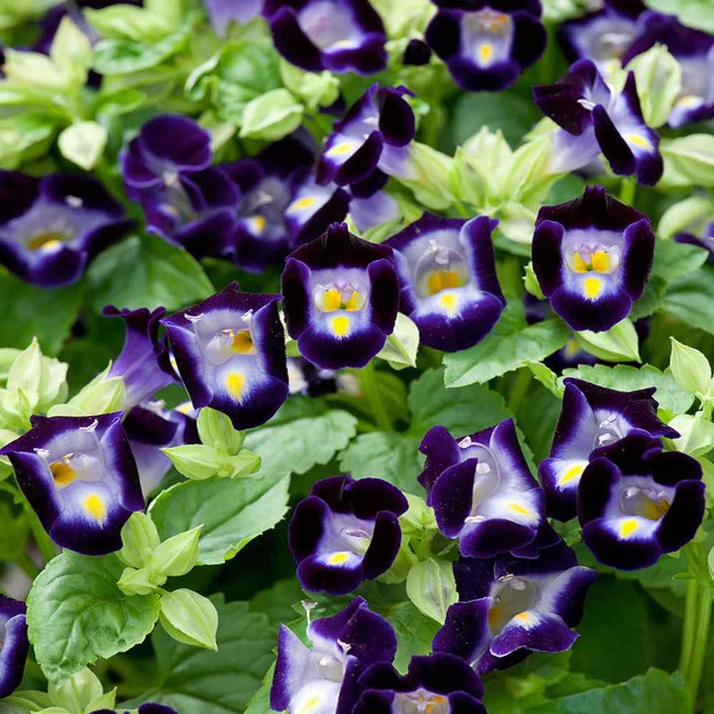 Heirloom (Heirloom scientific name) for planting in garden