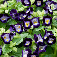 Heirloom (Heirloom scientific name) for planting in garden