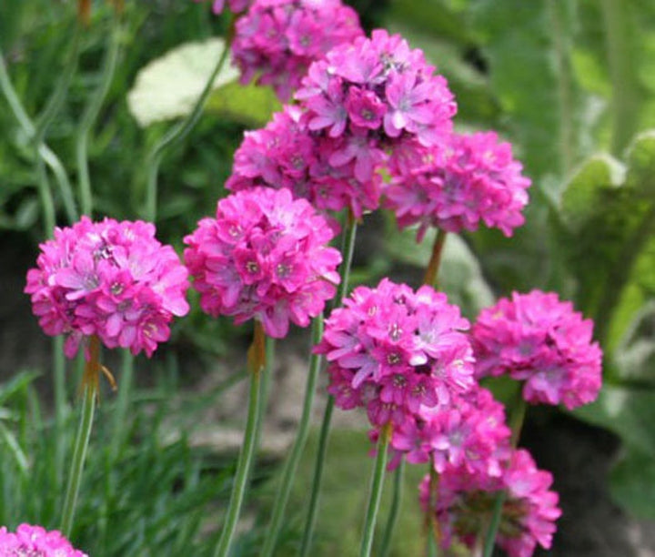 Organic Heirloom Non-GMO Pink Splendens Sea Seeds for Planting – Fresh Vibrant Blooms