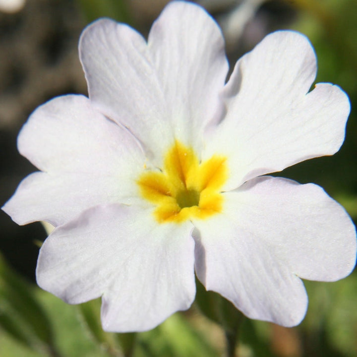 Organic Heirloom Non-GMO White Primrose Seeds for Planting – Spring Garden Blooms
