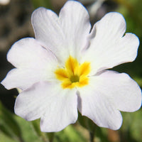 Organic Heirloom Non-GMO White Primrose Seeds for Planting – Spring Garden Blooms