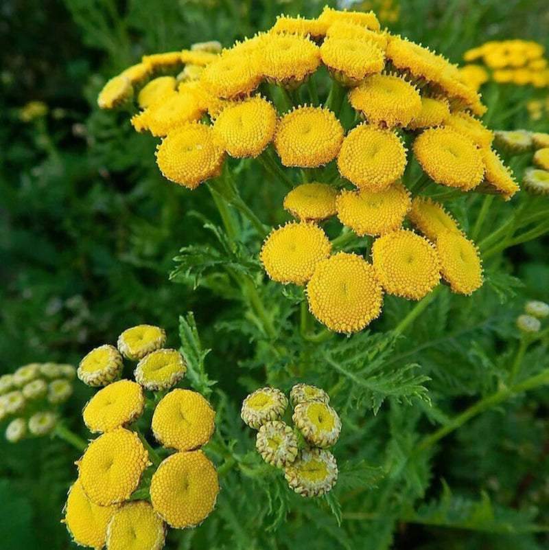 Heirloom Tansy Flower Seeds – Non-GMO Seeds for Medicinal and Ornamental Garden Planting