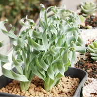 Organic Heirloom Non-GMO Spiralis Seeds for Planting – Fresh Vibrant Ornamental Plants