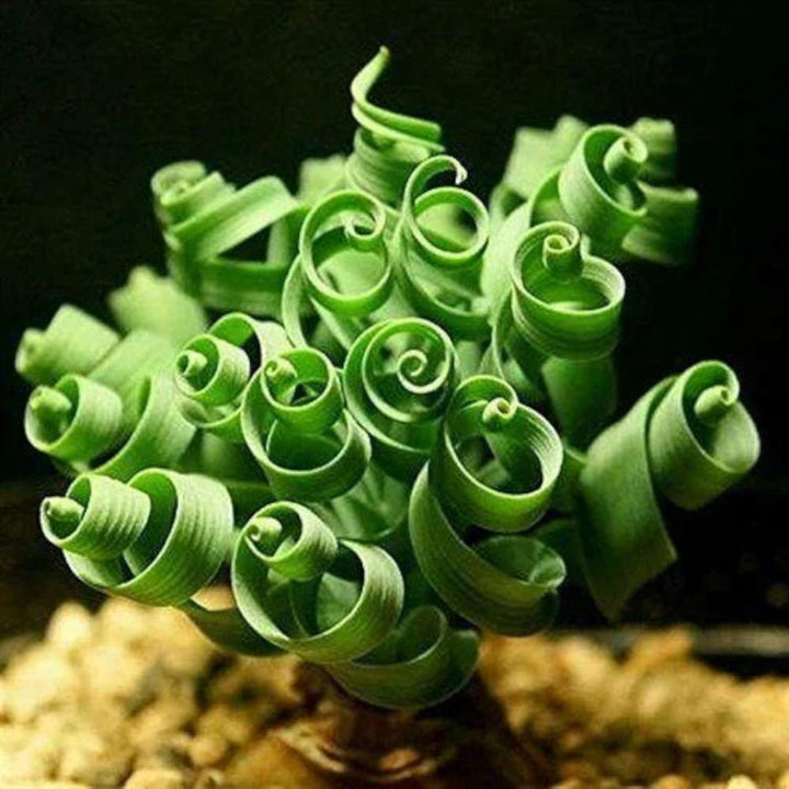 Organic Heirloom Non-GMO Spiralis Seeds for Planting – Fresh Vibrant Ornamental Plants