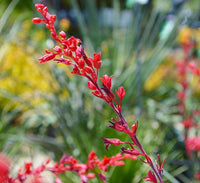 Heirloom Non-GMO Yucca Flower Seeds for Planting – Drought-Tolerant Spiky Garden Blooms - Non-GMO for planting in home garden