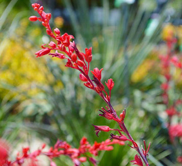 Heirloom Non-GMO Yucca Flower Seeds for Planting – Drought-Tolerant Spiky Garden Blooms - Non-GMO for planting in home garden