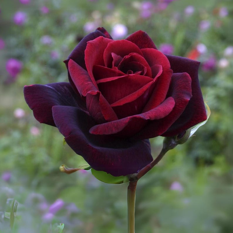 Maroon (Maroon scientific name) for planting in garden