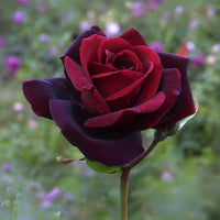 Maroon (Maroon scientific name) for planting in garden