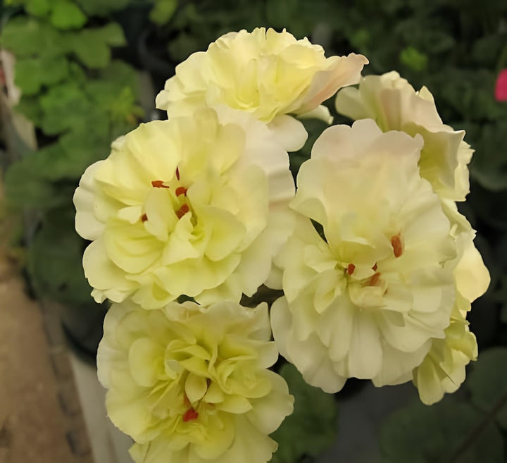 Yellow Geranium Flower Seeds for Garden Planting - Heirloom & Non-GMO Seeds
