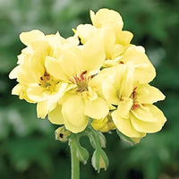 Geranium (Geranium scientific name) for planting in garden